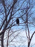 Third Graders Observe Eagles